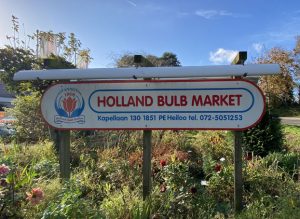 Holland_Bulb