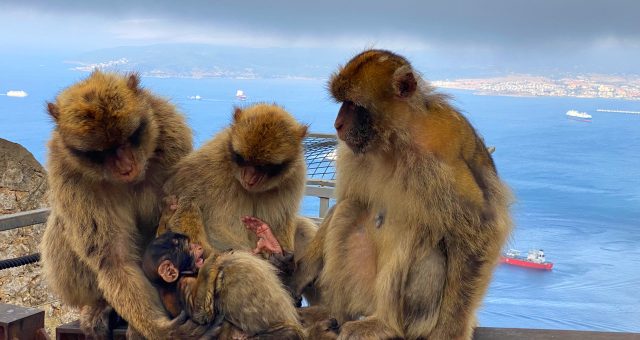 Španija in Gibraltar