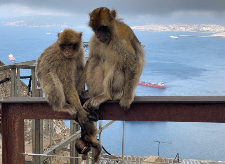 Gibraltar-monkey